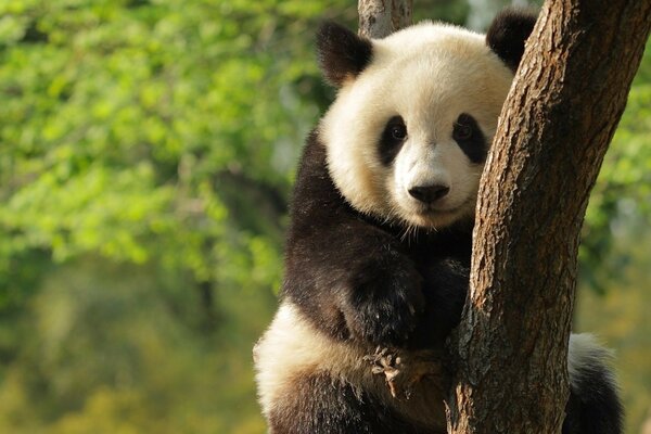 Panda de peluche sentado en un árbol