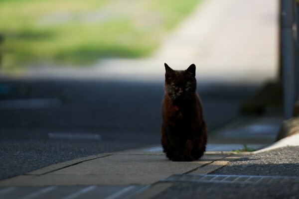 A black cat is sitting on the road