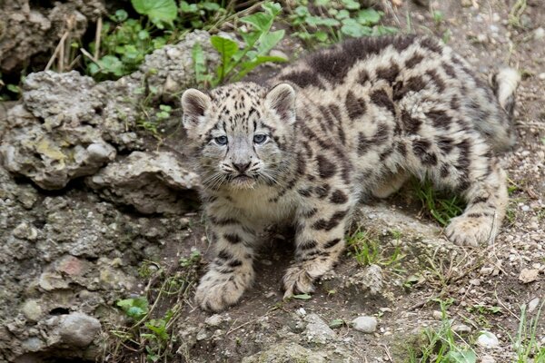 Foto eines Leoparden-Jungen im Wald