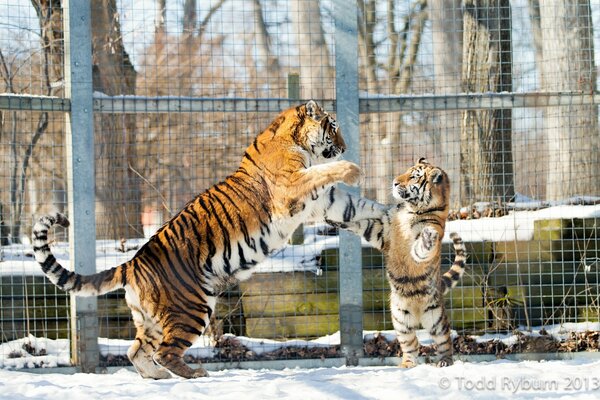 Тигрица играет со своим детёнышем в вольере зимой