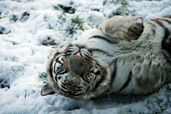 Белый тигр нежится на снегу