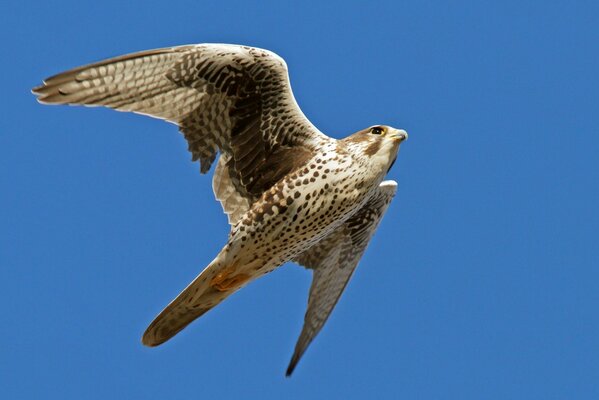 On a blue background, a falcon in flight with a wingspan