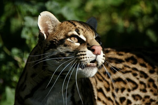 A wild cat with sharp teeth