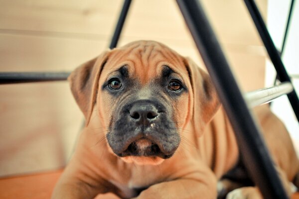 A red wrinkled puppy with a black muzzle