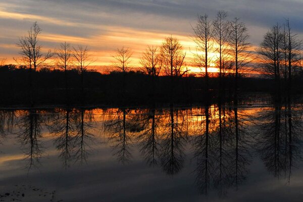 Coucher de soleil dans la forêt sur fond de rivière