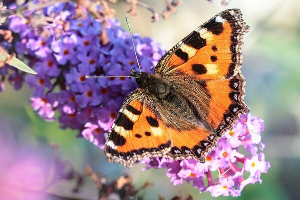 Schmetterling Urtikaria auf einem Fliederzweig