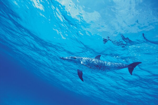 Ein gefleckter Delphin schwimmt im Meer