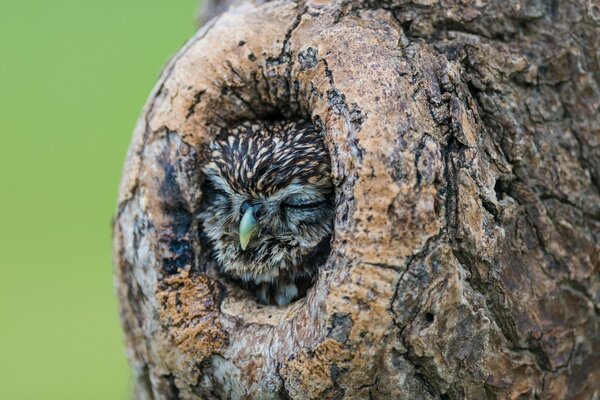 An owl sleeps in a hollow tree