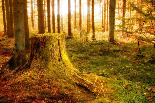 Souche au soleil dans la forêt d automne