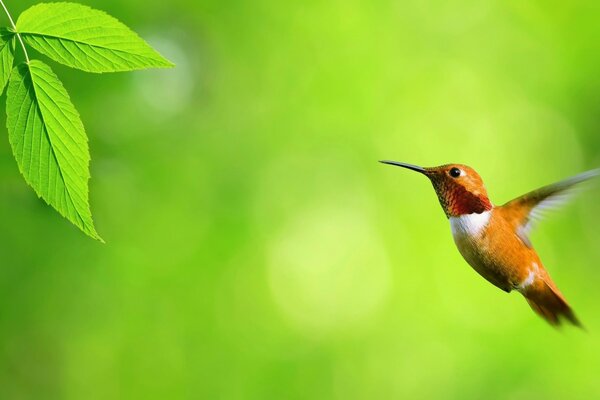 Batir las alas de un colibrí en el fondo