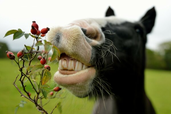 Foto caballo comiendo rosa mosqueta