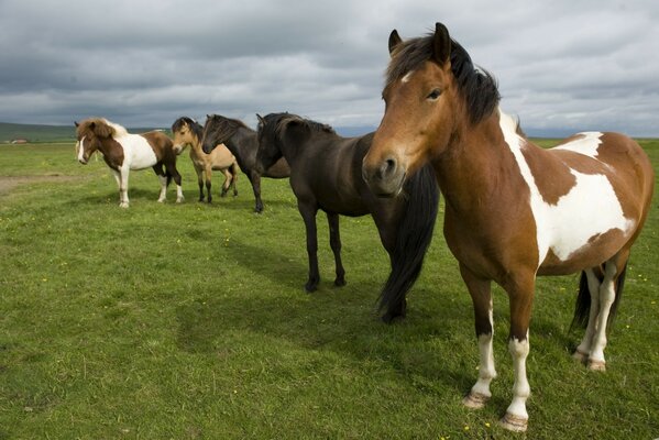 Foto manada de caballos en el campo