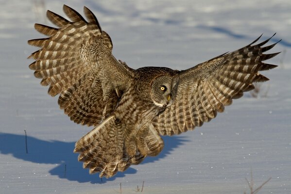 A bearded owl is looking out for prey