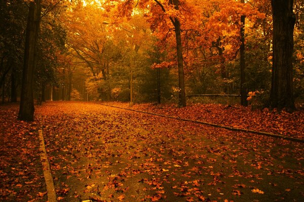 Ein Weg mit Blättern durch den Herbstwald