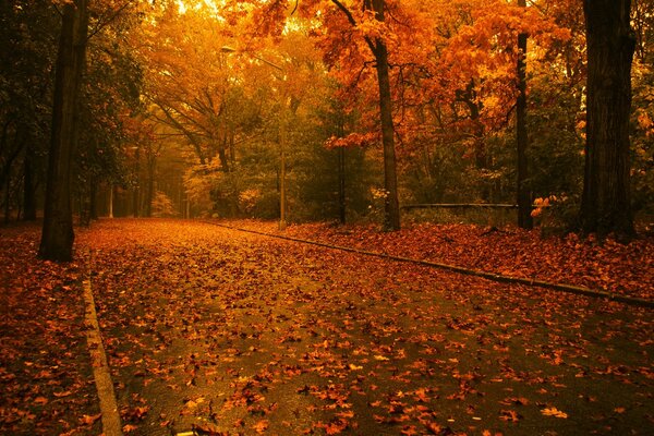 Дорога с листьями через осенний лес