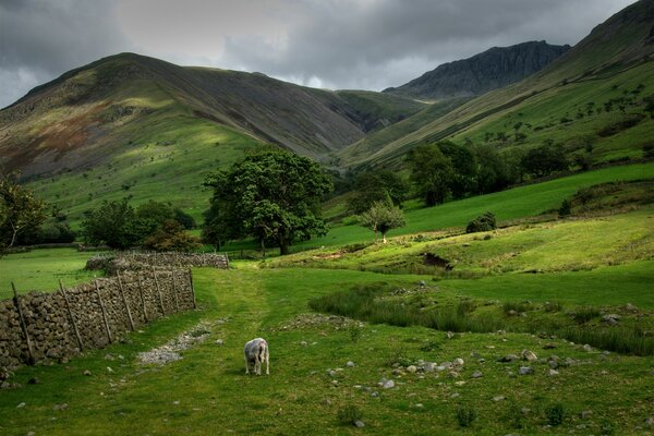 Mountains in Scotland on the slope of which a sheep grazes