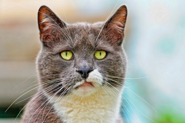 Gato descontento con ojos verdes