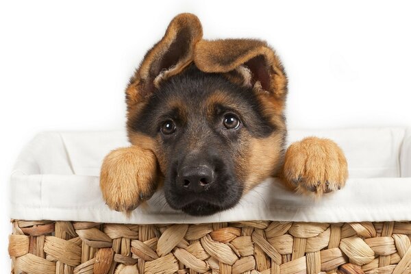 Le petit berger allemand sort d un panier en osier. Z