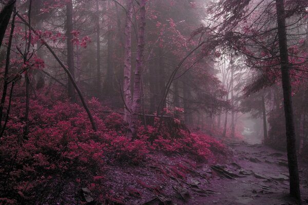 Dark pink forest in the fog