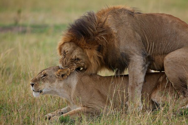 A lion on top of a lioness mating