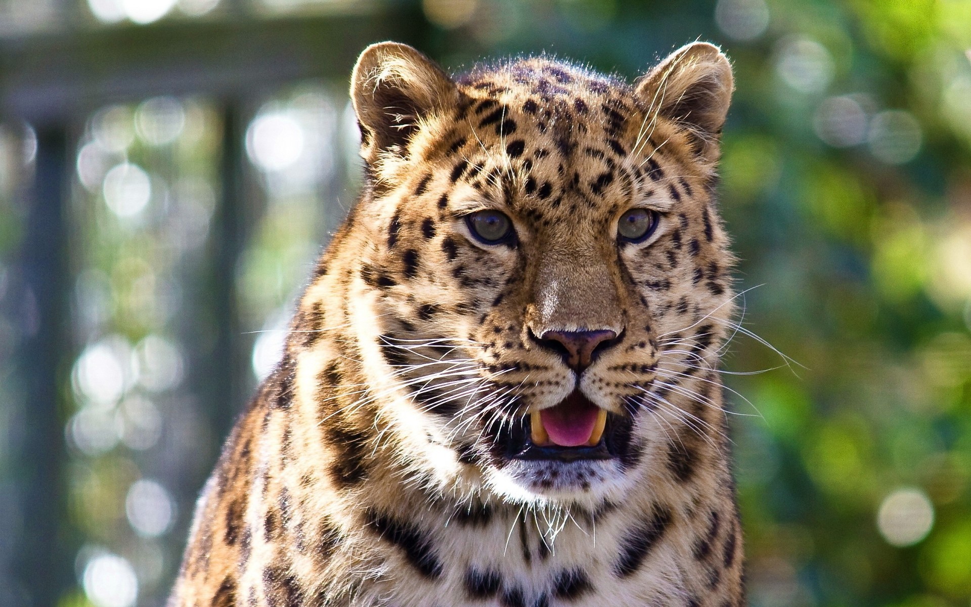 leopardo denti specie baffi lingua