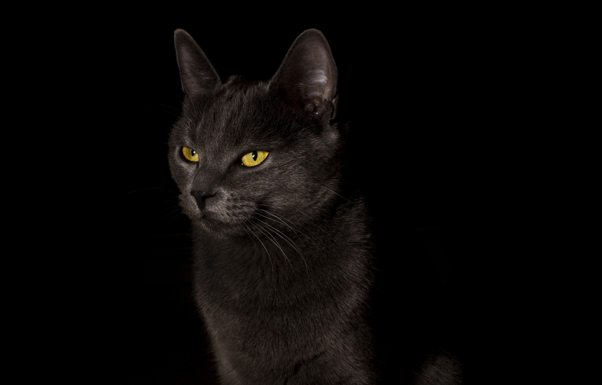 черный фон кот