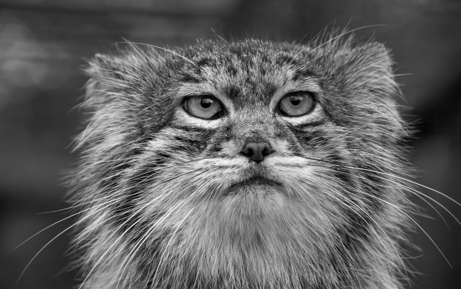 manul denti pallas gatto bianco e nero ritratto gatto selvatico