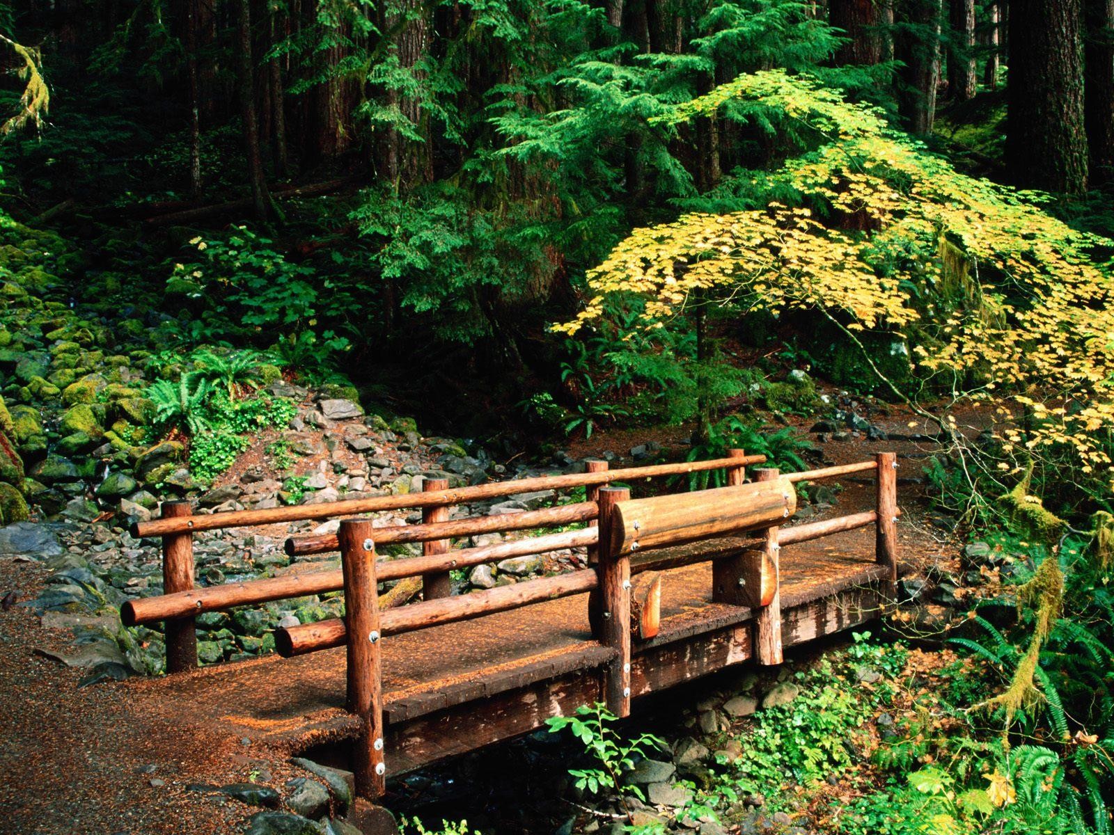 puente bosque luz del sol