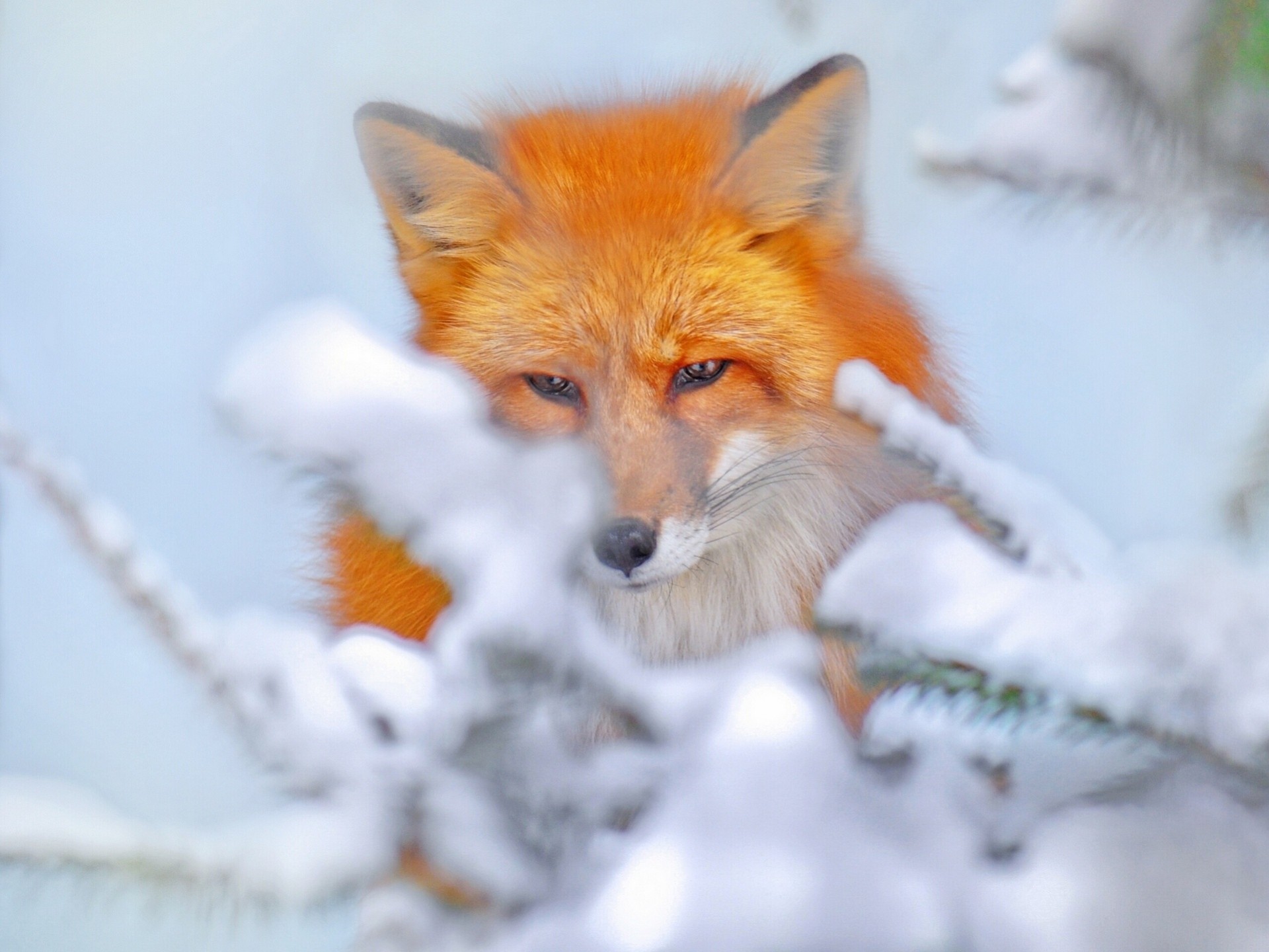 neige renard hiver rouge