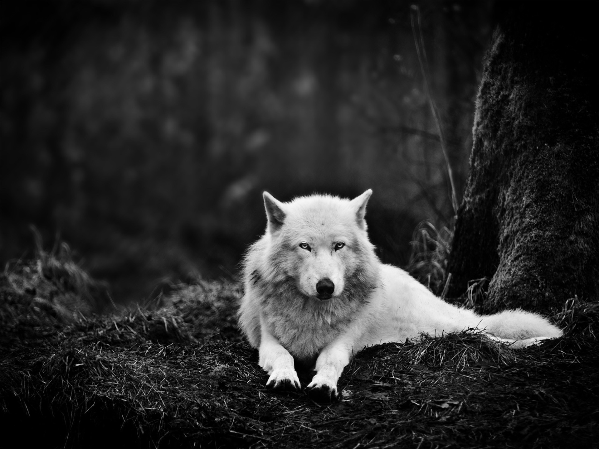 oscurità occhi lupo foresta animale bianco