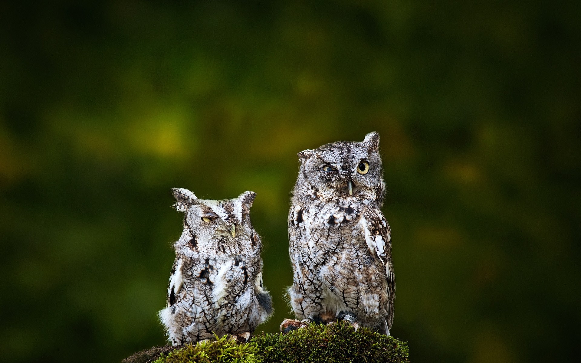 fond deux hiboux oiseaux