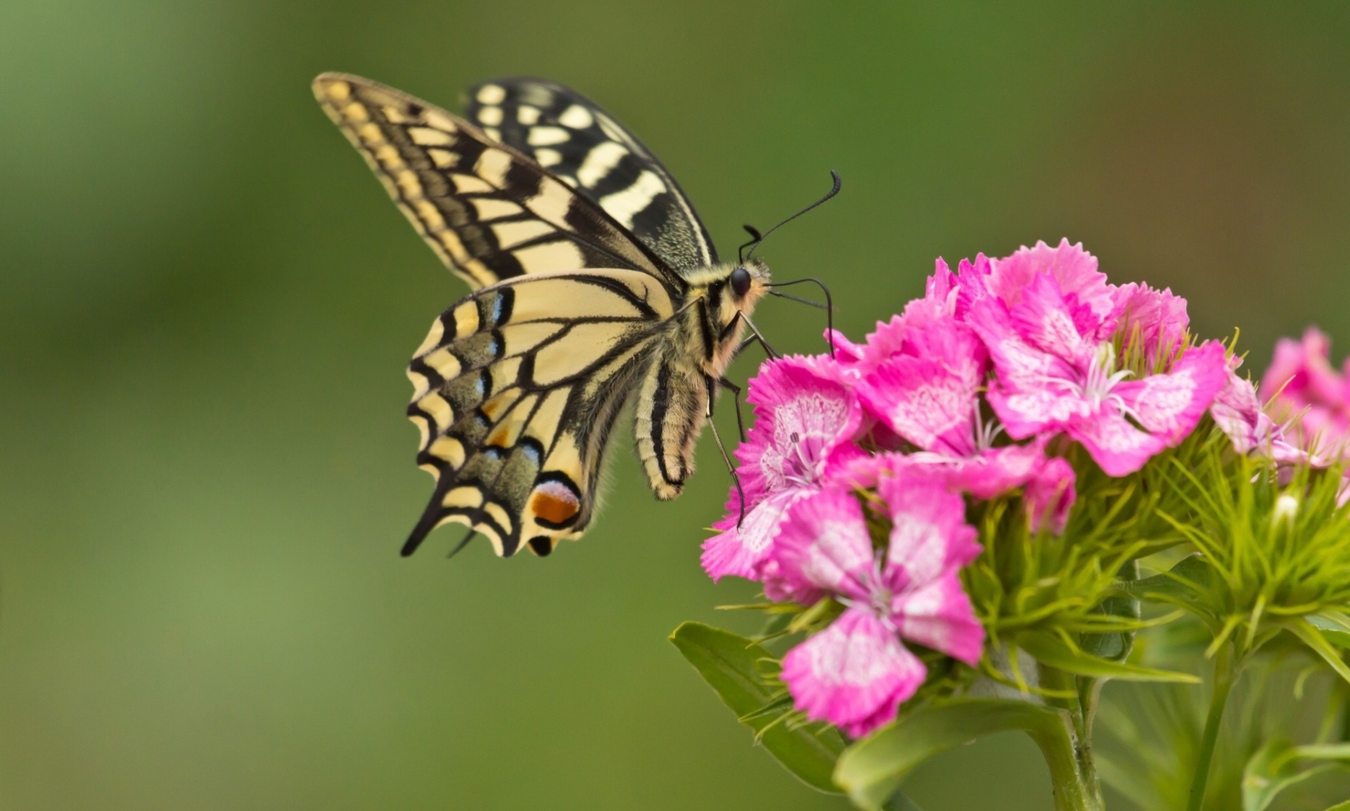 makro blume hintergrundbeleuchtung nelke