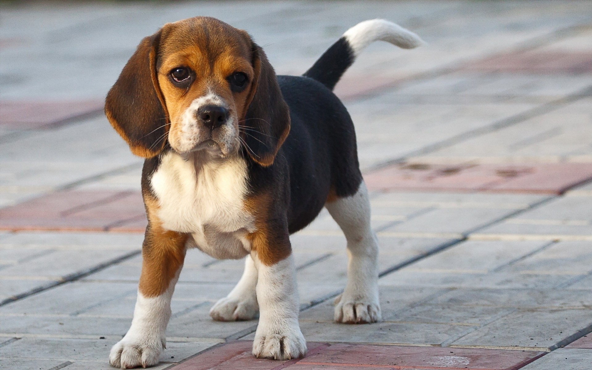 beagle dog other puppy