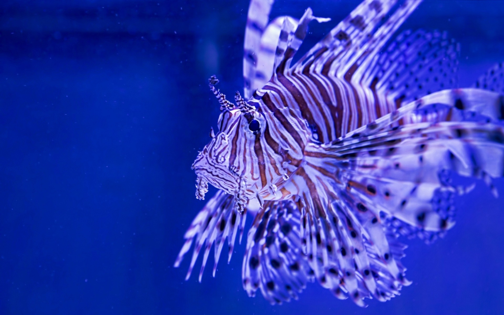 lionfish striped lionfish zebra fish lionfish fish