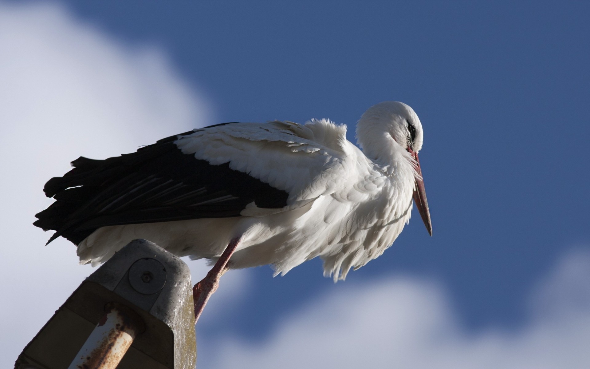 oiseaux vue de dessous angle de vue cigogne arrière-plan flou