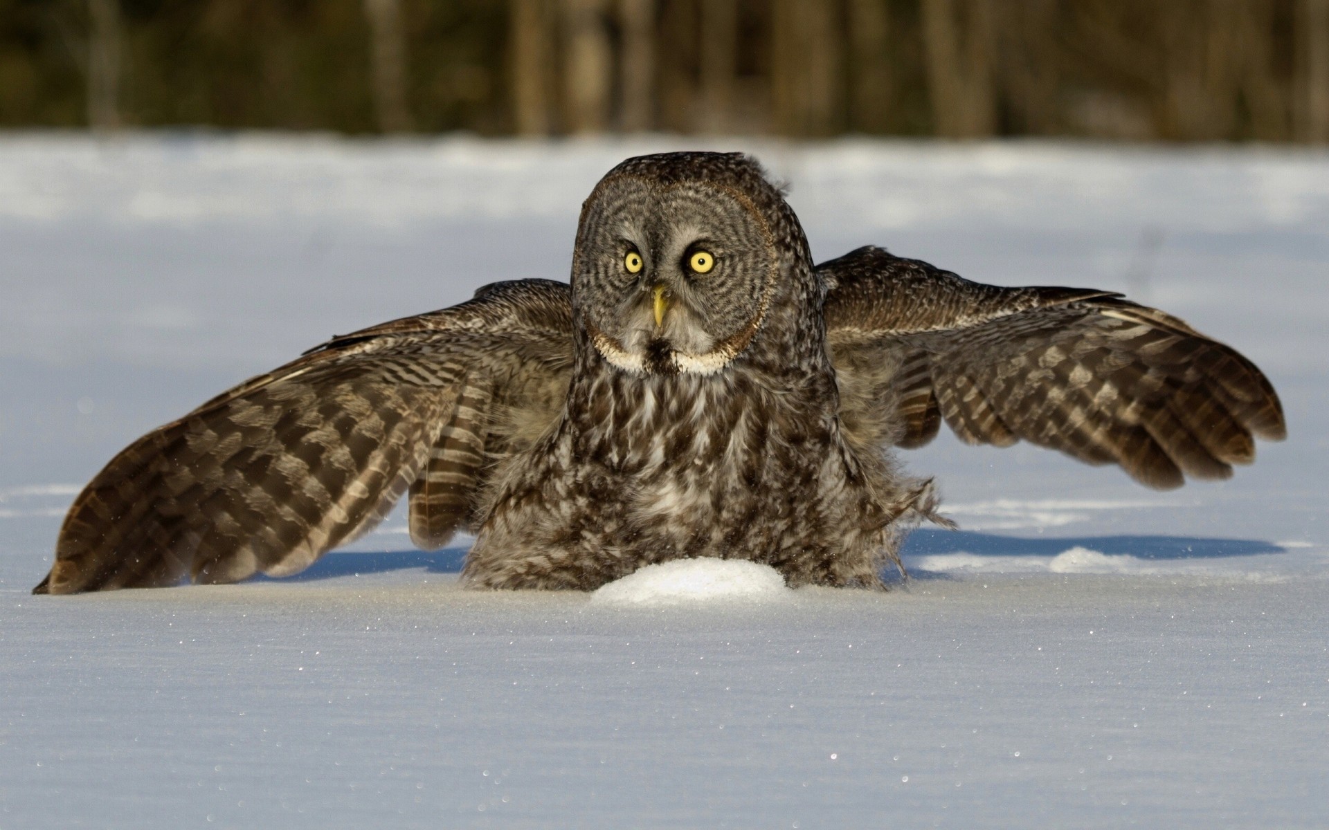 now great gray owl winter owl wing