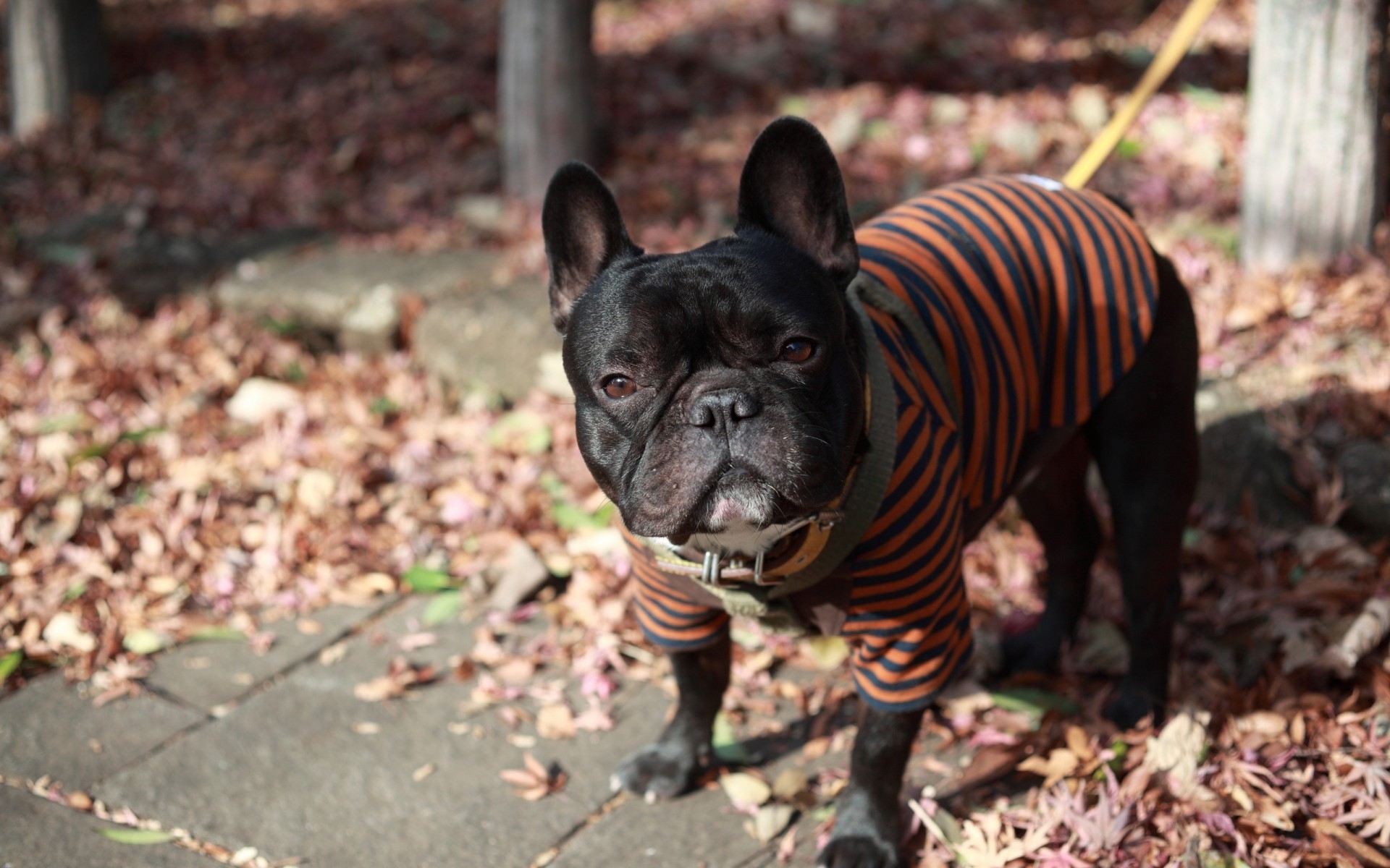 rue chien bouledogue français laisse