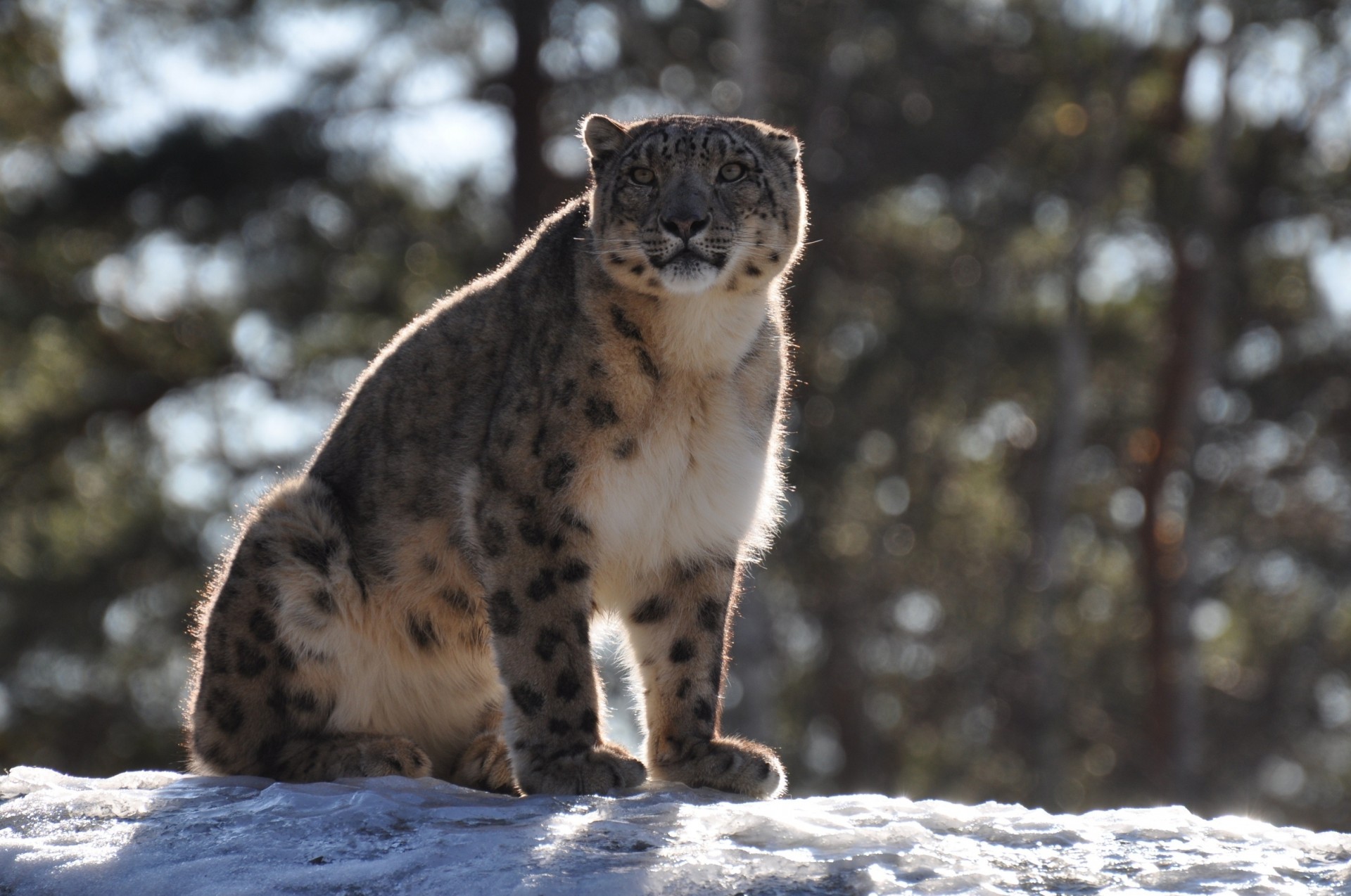 bestia predatore gatto selvatico leopardo