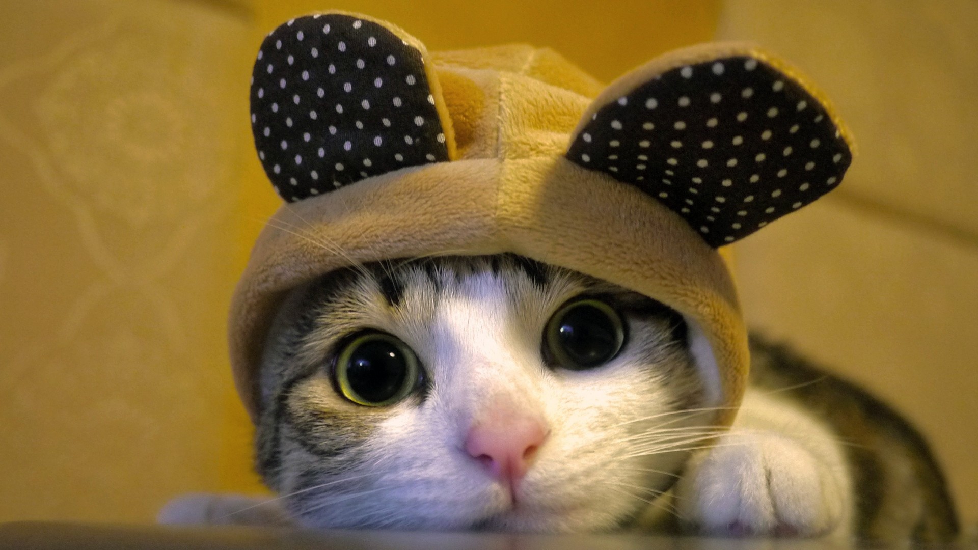 hayrskaya horse cat hat