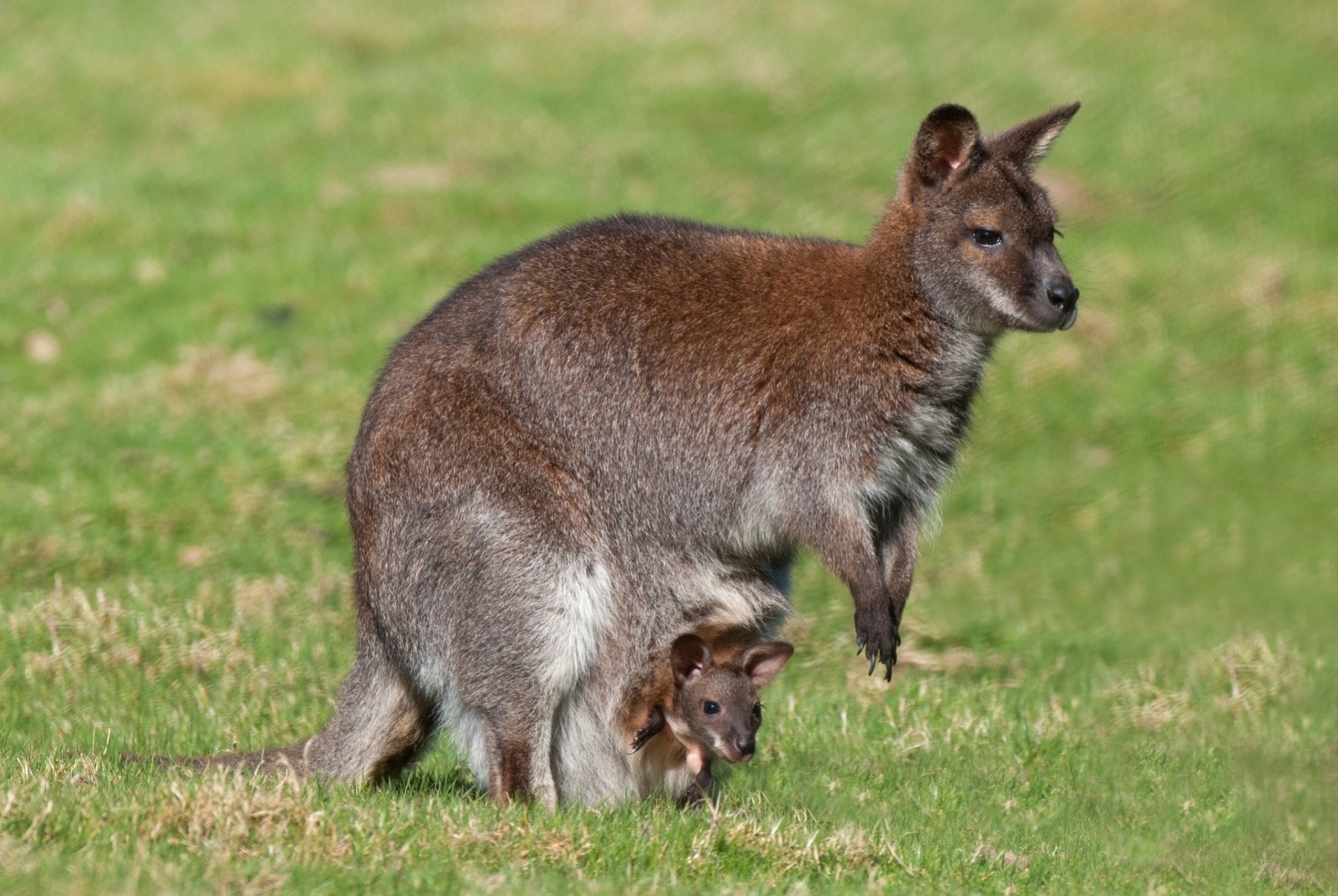 jungtier känguru mutterschaft