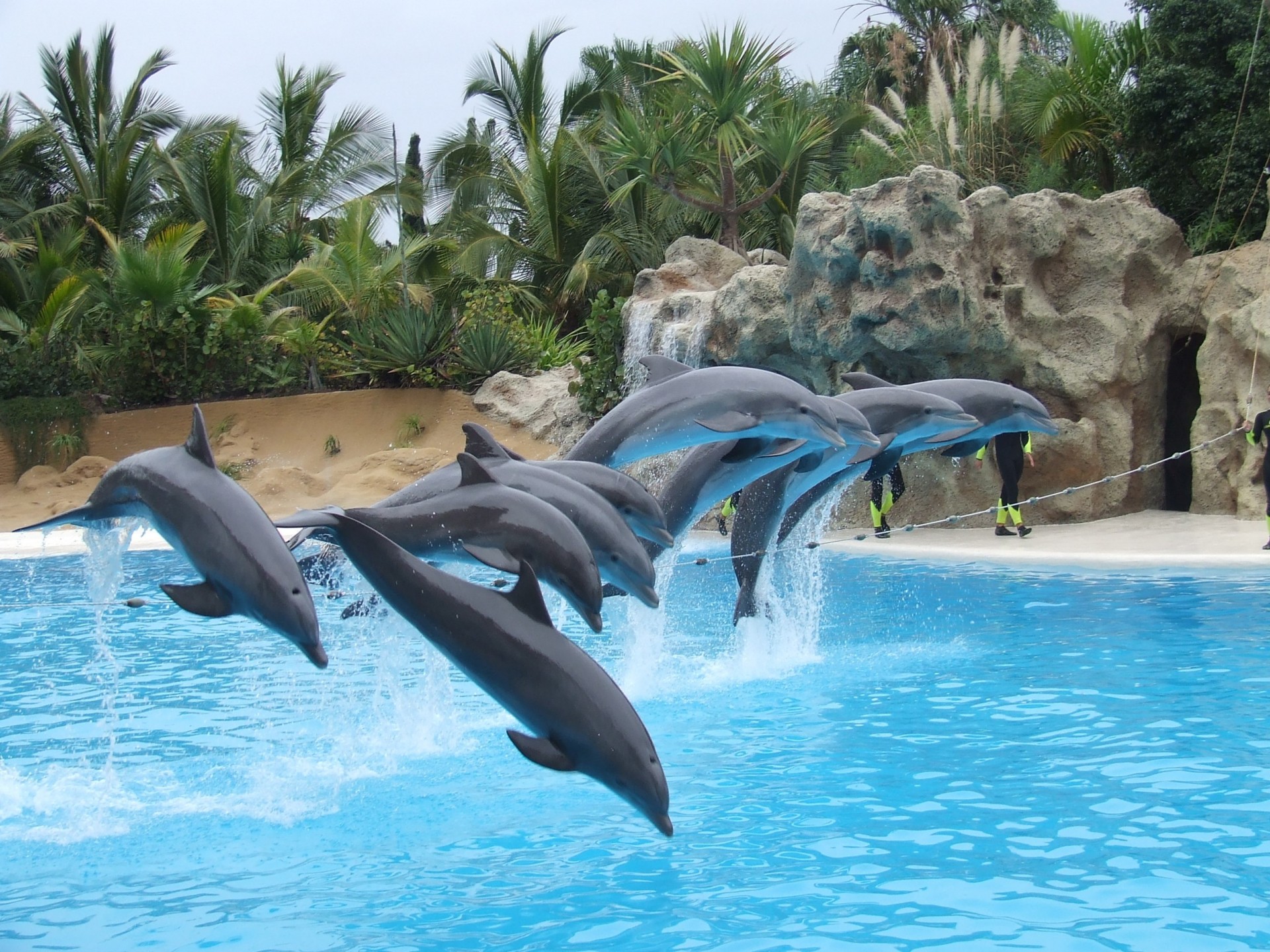 dauphins saut eau