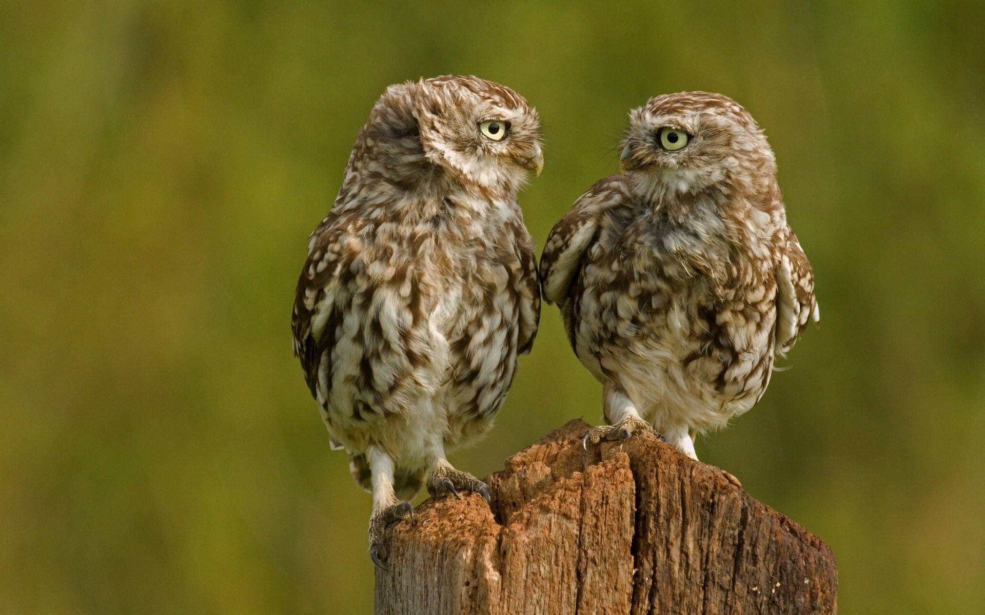 eulen küken vögel