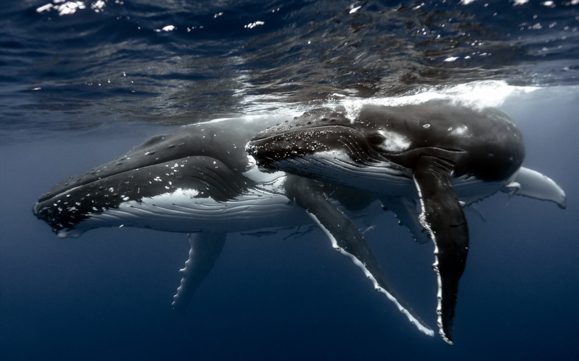 unterwasser tauchen kappen ozean