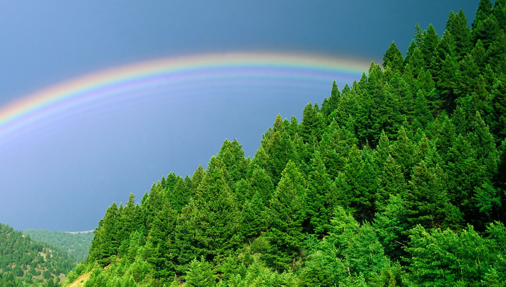 alberi arcobaleno cielo verde foresta