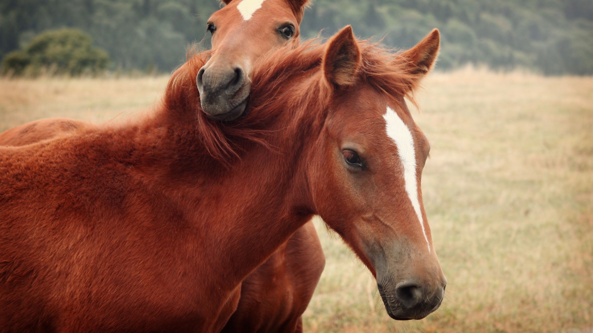 dos caballos caballo caballos