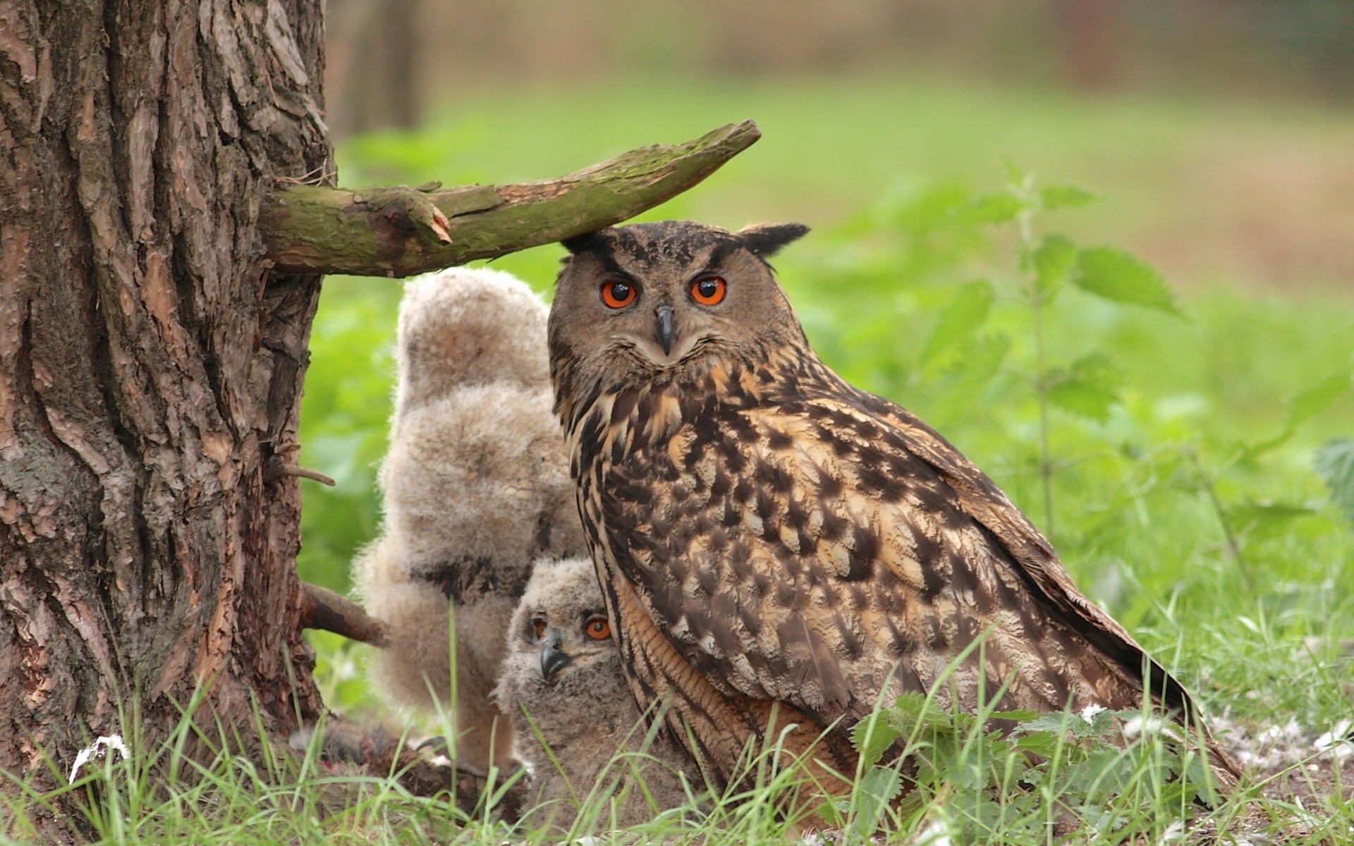 owl females chicks tree