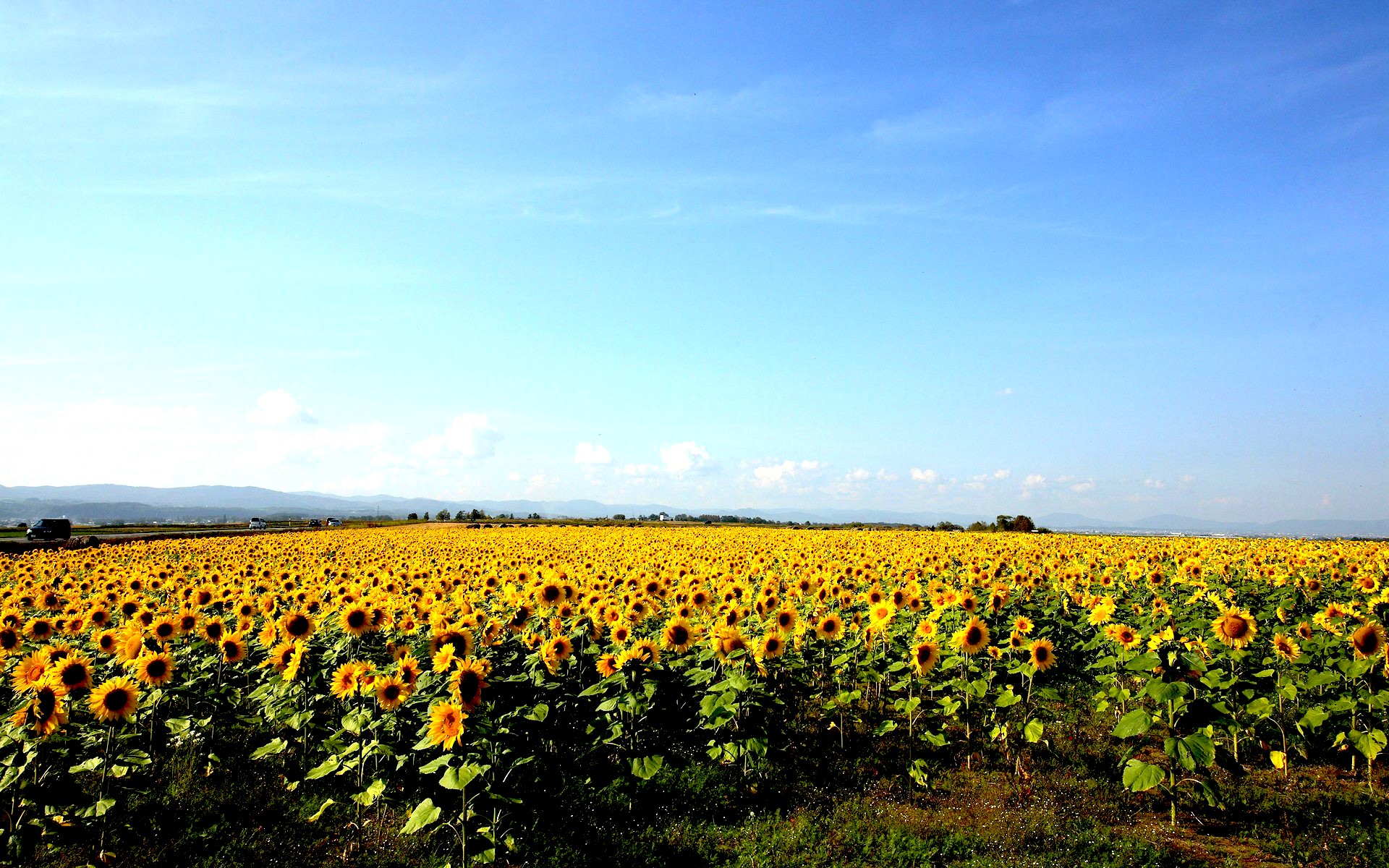 girasoli campo giallo