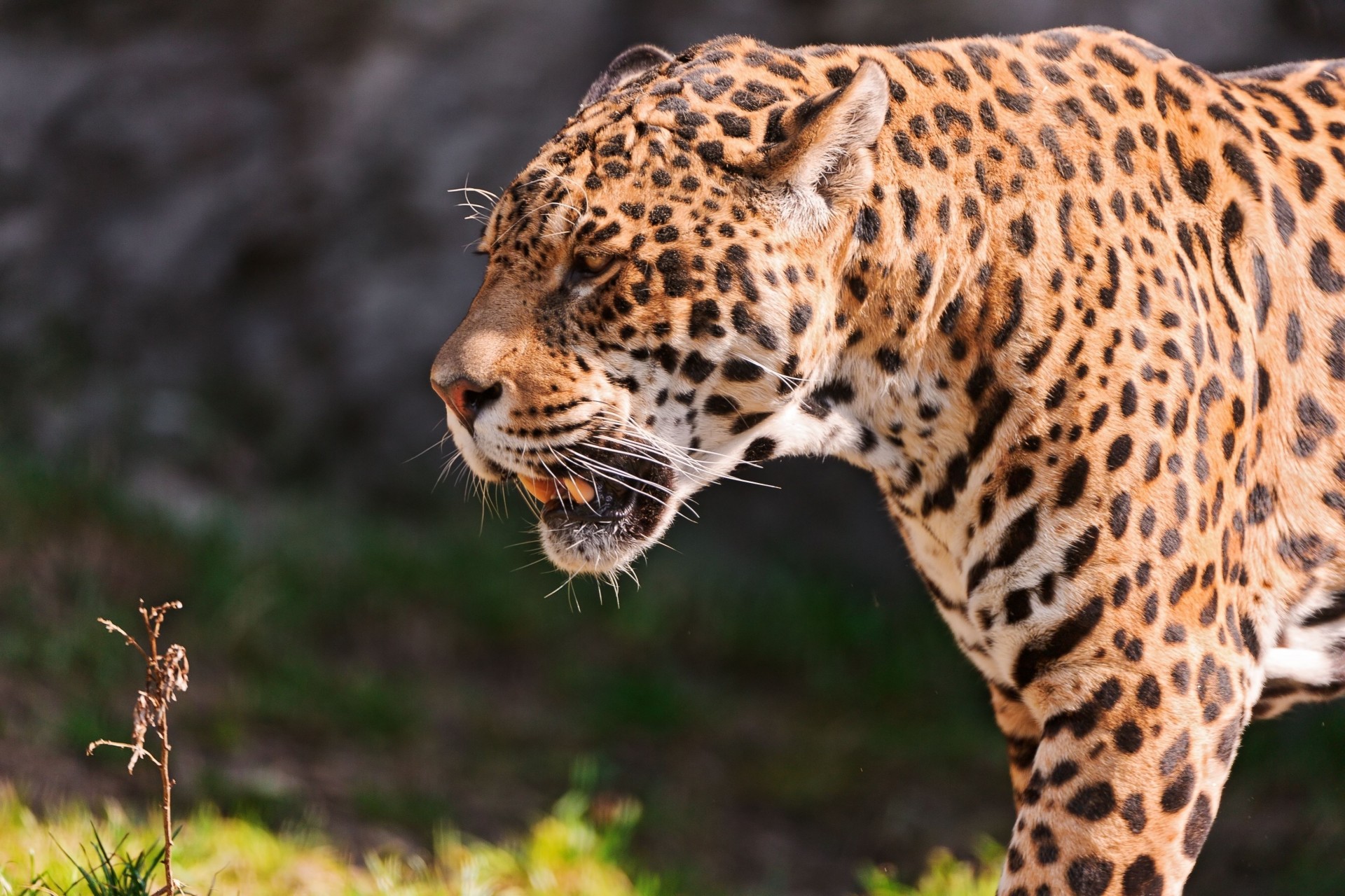 animales hierba jaguar depredador dientes