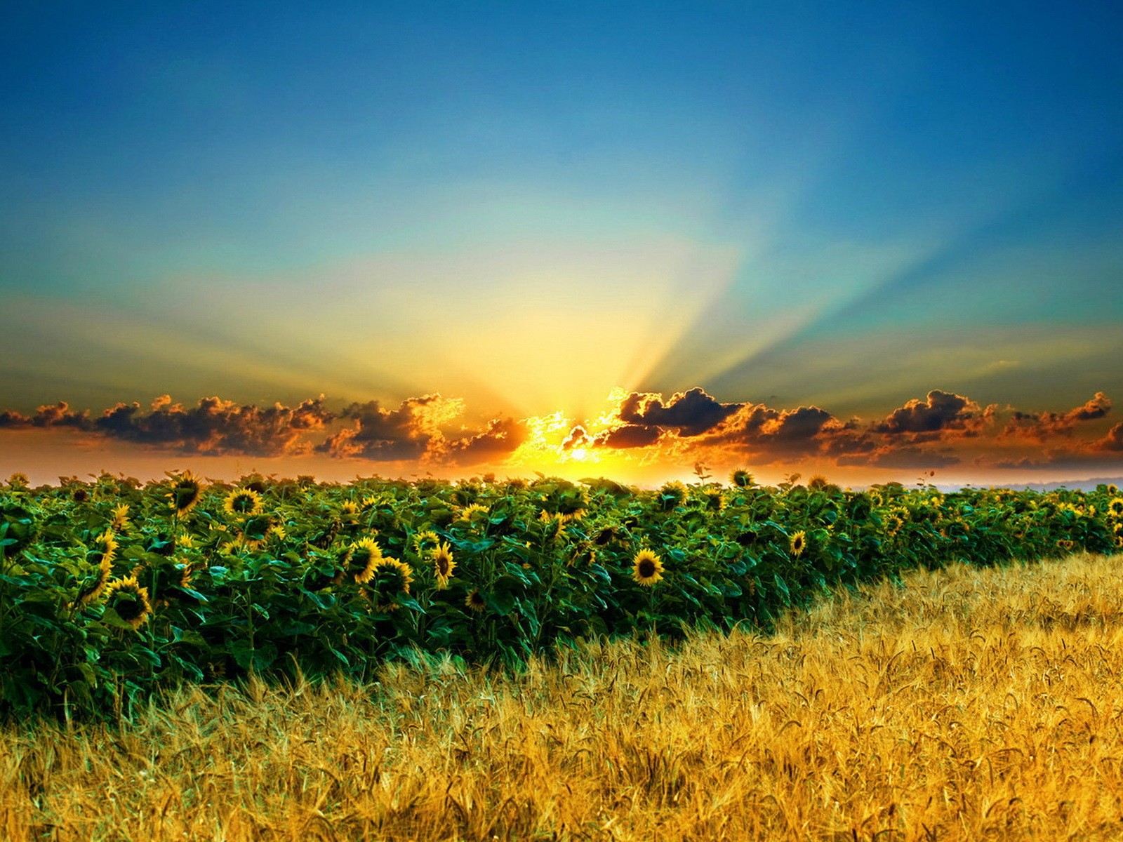 champ tournesols blé floraison nuages