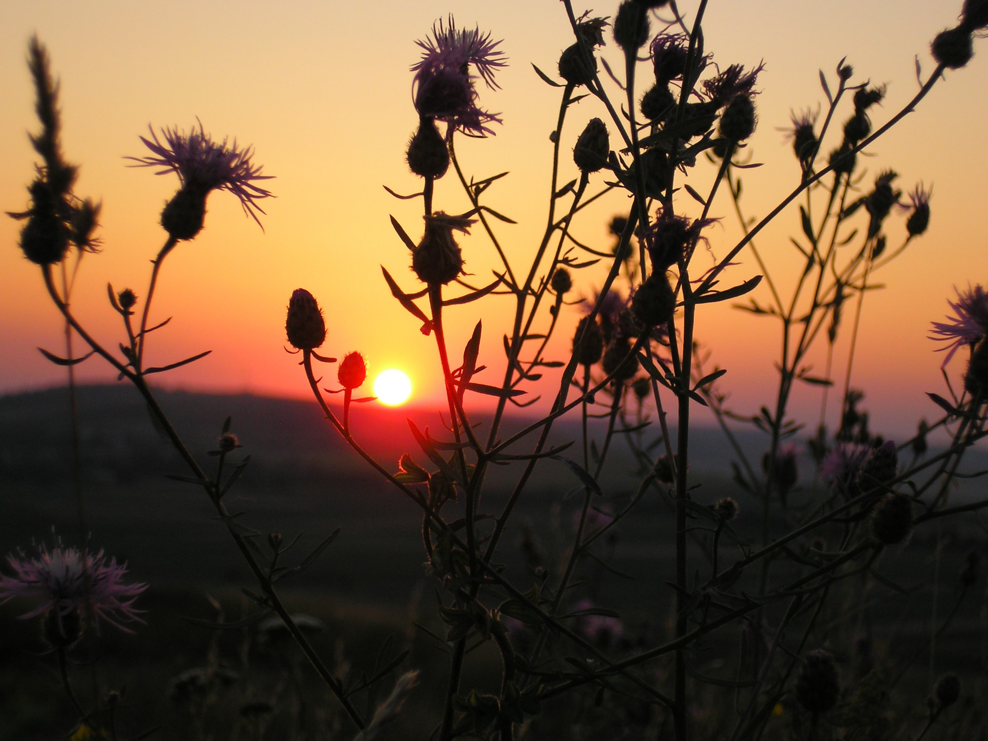 puesta de sol plantas sol